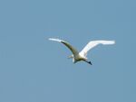 Colin Lamb - Great white egret in flight