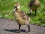 Colin Lamb - Greylag gosling 1