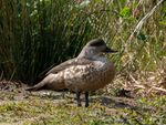 Colin Lamb - Marbled teal 1