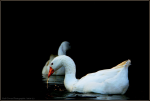 Goosing around on St James Lake, Brackley