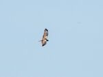 Colin Lamb - Marsh harrier