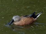 Colin Lamb - Red shoveler 1