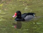 Colin Lamb - Rosy-billed pochard 2