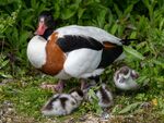 Colin Lamb - Shelduck with chicks 1