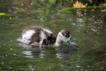 Colin Lamb - Shelduckling