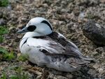 Colin Lamb - Smew