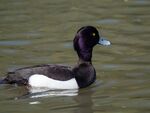 Colin Lamb - Tufted duck