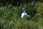 Daphne Lever - Slimbridge 1