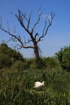 Daphne Lever - Slimbridge 2