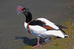 Daphne Lever - Slimbridge 4