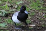 Daphne Lever - Slimbridge 5