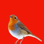 red robin