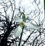 Miggy Wild - Snowdrops 2