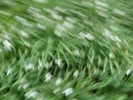 Miggy Wild - Snowdrops 3