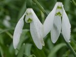 Miggy Wild - Snowdrops 4