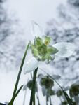 Miggy Wild - Snowdrops 5