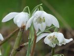 Miggy Wild - Snowdrops 6