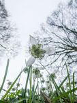 Miggy Wild - Snowdrops 7