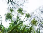 Miggy Wild - Snowdrops 8