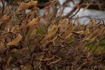 Catkins in the wind