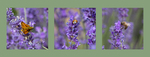 Ladies in Lavender