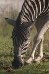 Helen Lauder - Black and White - Stripes