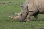 Lindsey Smith - White Rhino (2)