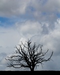 Dead Tree - Colin Lamb.jpg