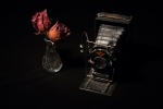 Roses and Camera - Colin Lamb.jpg