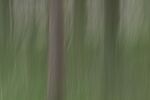 Colin Lamb - Woodland impression