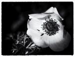 Meriel Flux - Anemone