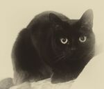 Meriel Flux - Cumin