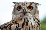 Meriel Flux - Owl