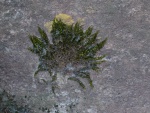 RichardB - Abstract-3.jpg
