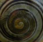 Toto pretty snail.jpg