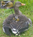 Alan Davies - Stop Fidgeting