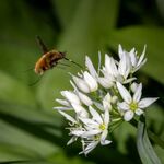 Colin Lamb - Bee fly