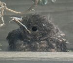 Miggy Wild - waiting for dinner