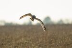 Lindsey Smith - Short Eared Owl