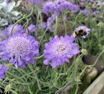 Neil Grantham - Satisfied Bee