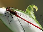 Colin Lamb - Large red damselfly