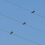 Andrew Dayer - Three Little Birds