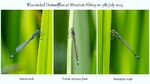 Colin Lamb - Blue-tailed damselfly triptych