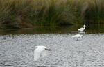 Neil Grantham - Egret Trio
