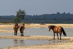 Colin Lamb - New Forest ponies