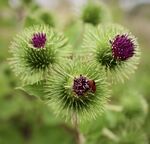 Maureen Robinson - Three Thistles