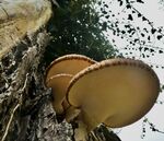 Pete Wild - no.2 Trio Fungi