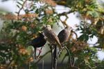Tim Haymes - Three hungry Starlings on the feeder
