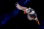Andrew Dayer - Atlantic Puffin