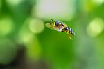Andrew Dayer - Hook Banded Meadow Fly